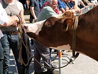 Taureau conduit par une boucle nasale