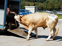 Taureau reconduit à la ferme