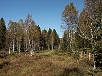 Paysage de tourbière