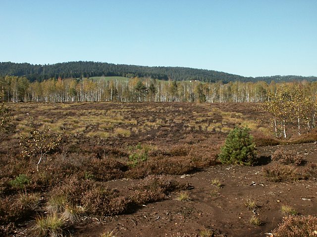 Sol de tourbe