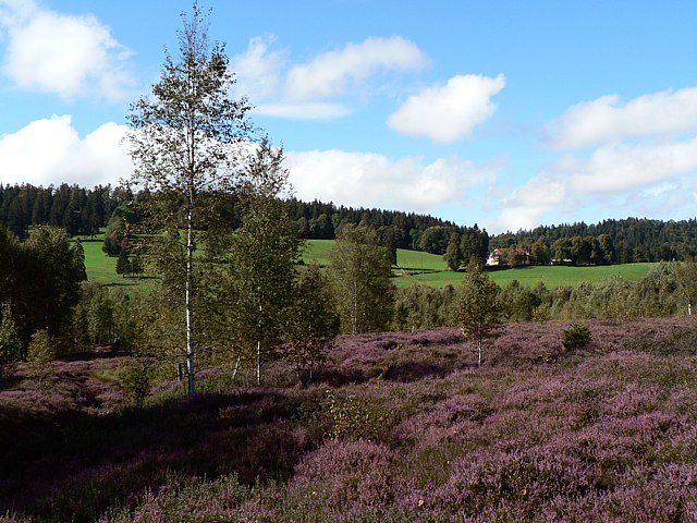 Bruyres dans les  tourbires