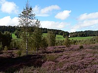Tapis de bruyère