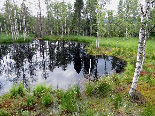 Etang dans la tourbire