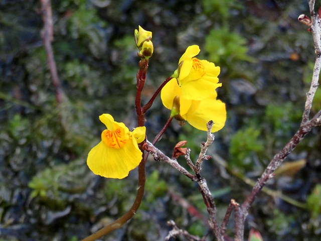 Utriculaire nglige, utricularia australis