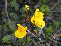 Utriculaire négligée, utricularia australis