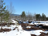 Tourbière sous la neige