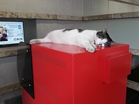 Chat au bancomat