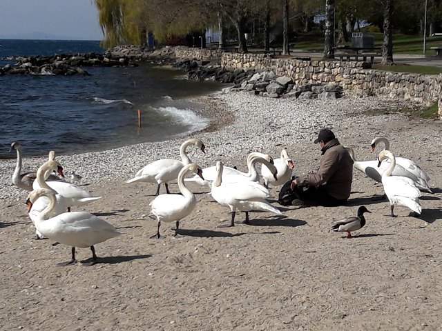 Nourrissage des cygnes