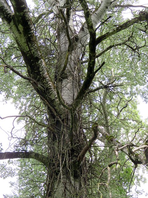 Arbre du parc de Prfargier