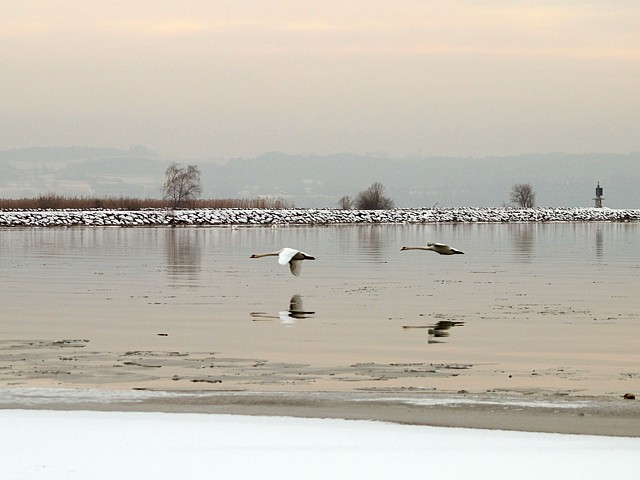 Vol sur la glace