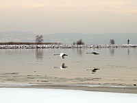 Un vol de cygnes à la Tène