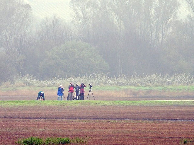 Ornithologues  la Vieille Thielle