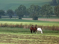 Chevaux près de Saules