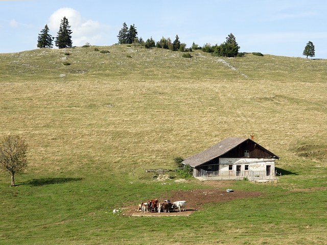 Etable prs du Gurniget