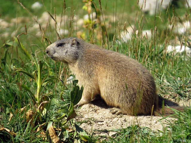 Marmotte