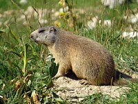 Marmotte