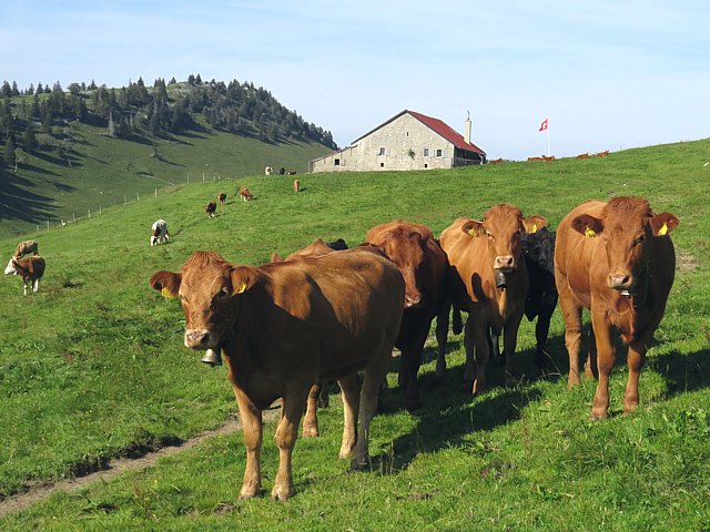 La mtairie de Dombresson