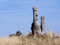 Vieux troncs au Mont d'Amin