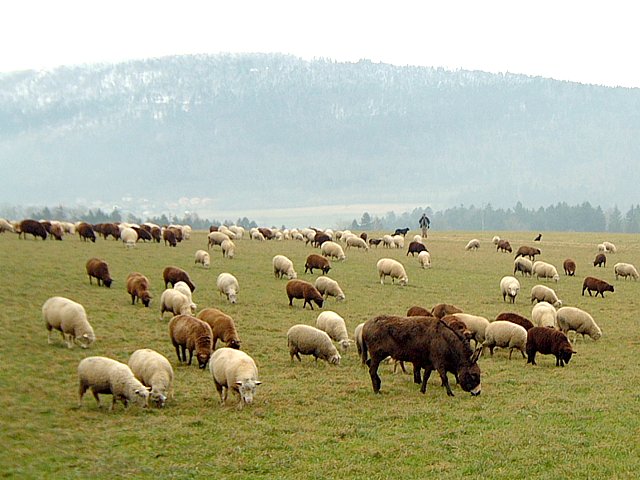 Troupeau de moutons